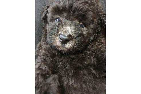 成約済の北海道のトイプードル-53553の3枚目